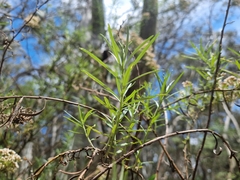 Ozothamnus