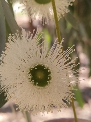 Eucalyptus todtiana