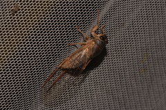 Birrima castanea