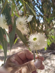 Eucalyptus todtiana