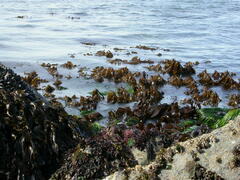 Laminaria setchellii
