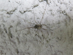 Lacinius dentiger