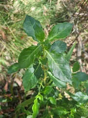 Coprosma hirtella