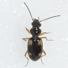 Bembidion quadrimaculatum