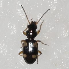 Bembidion quadrimaculatum