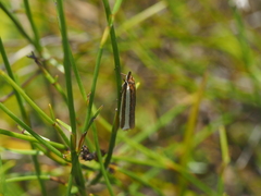 Corynophora lativittalis