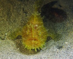 Antennarius striatus