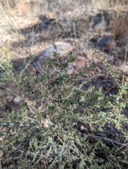 Baccharis pteronioides