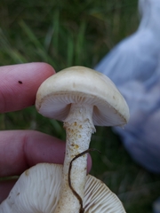 Chamaemyces fracidus