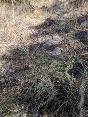 Baccharis pteronioides