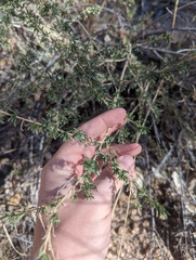 Baccharis pteronioides