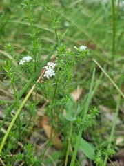 Asperula