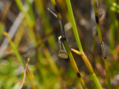 Oecophorinae