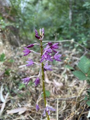 Dipodium campanulatum
