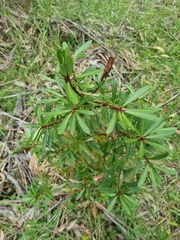 Tasmannia xerophila