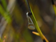 Oecophorinae