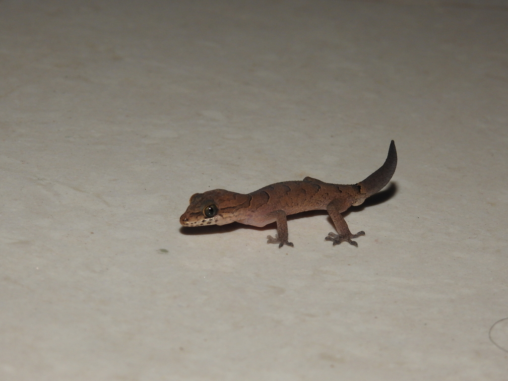 Clouded Indian Gecko