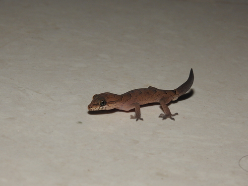 Clouded Indian gecko, Cyrtodactylus nebulosus