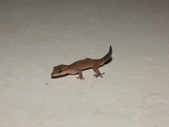 Cyrtodactylus nebulosus