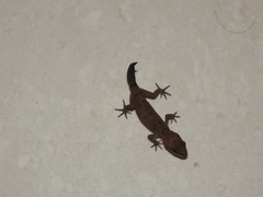 Cyrtodactylus nebulosus