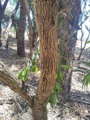 Eucalyptus todtiana