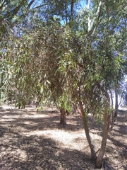 Eucalyptus todtiana