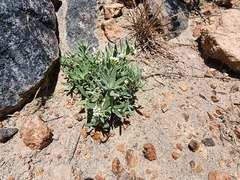 Heliotropium toratense