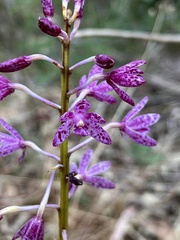 Dipodium campanulatum