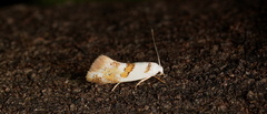 Notodryas vallata