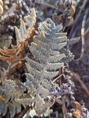 Myriopteris lindheimeri