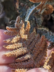 Myriopteris lindheimeri