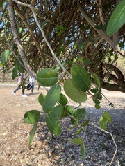 Ficus tinctoria