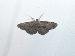 Melanolophia signataria
