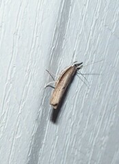 Fissicrambus mutabilis