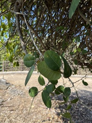 Ficus tinctoria