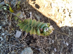 Veronica pinguifolia