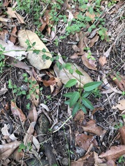Leichhardtia coronata