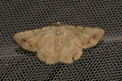 Aeolochroma quadrilinea