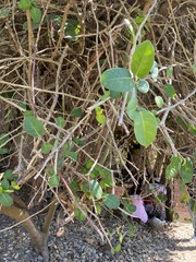 Ficus tinctoria