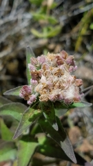 Pluchea odorata odorata