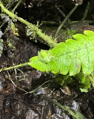 Centrolenidae