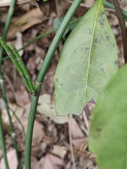 Equisetum ramosissimum