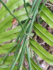 Equisetum ramosissimum