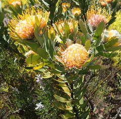 Leucospermum pluridens
