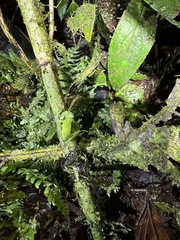 Centrolenidae