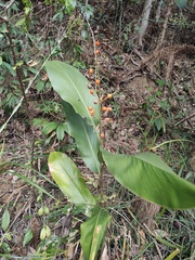 Alpinia japonica