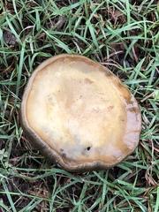 Boletaceae