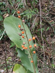 Alpinia japonica