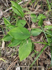 Alpinia japonica