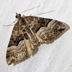 Chrysolarentia lucidulata